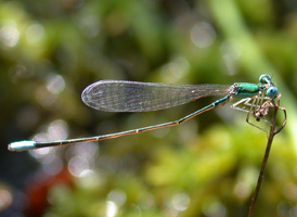 Sphagnum Sprite